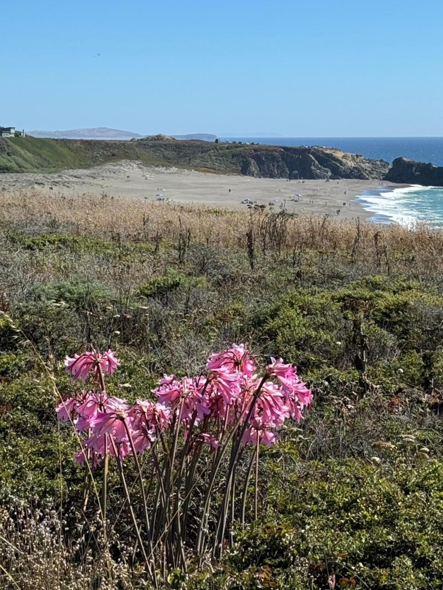 Ocean And Sunset Views - Cliff Side Cottage Bodega Bay Kültér fotó